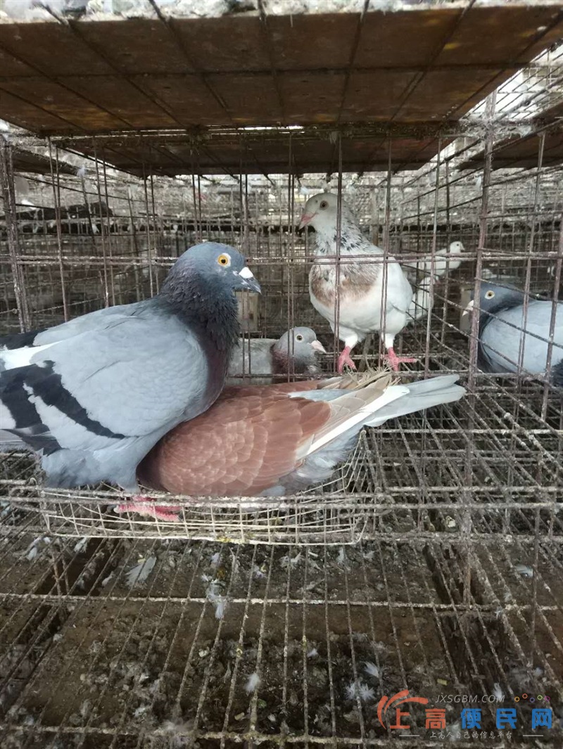 土雞，鴿子銷售